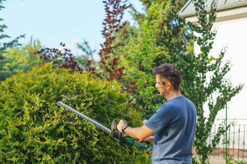 Landscaper trimming a tall green hedge with an electric trimmer