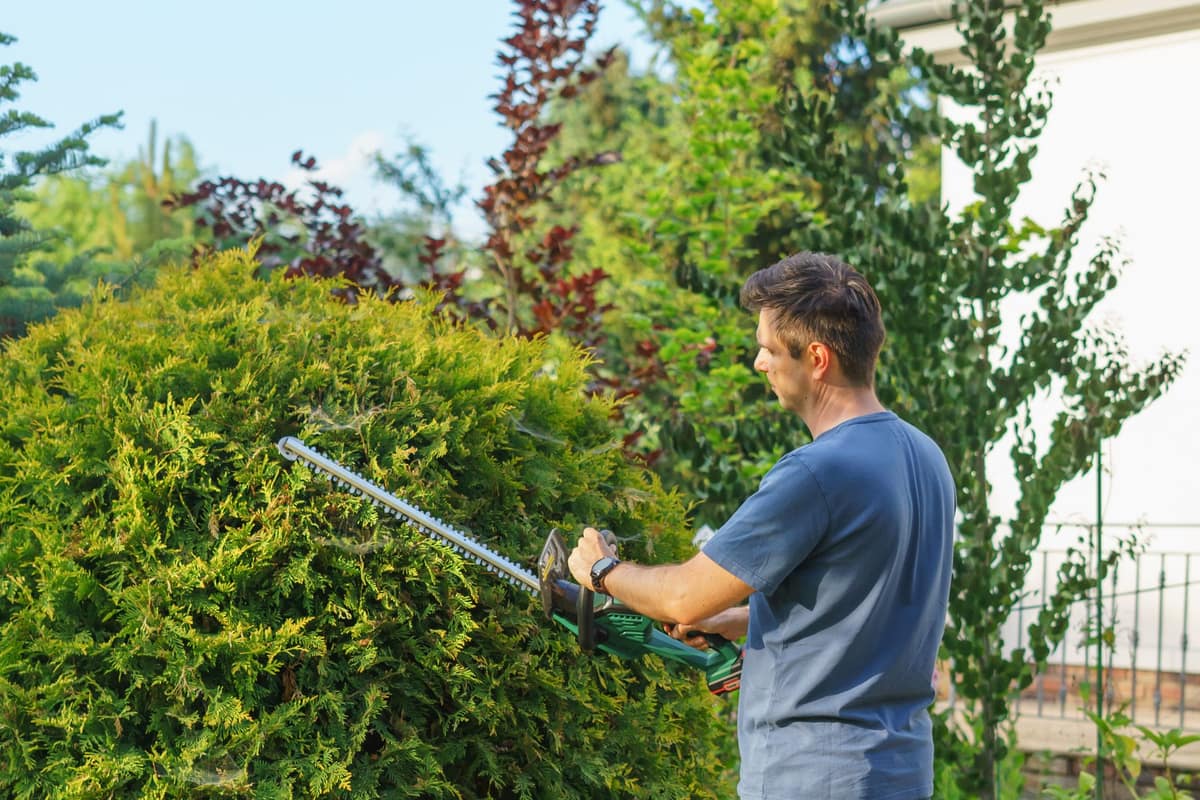 Landscaper trimming a tall green hedge with an electric trimmer
