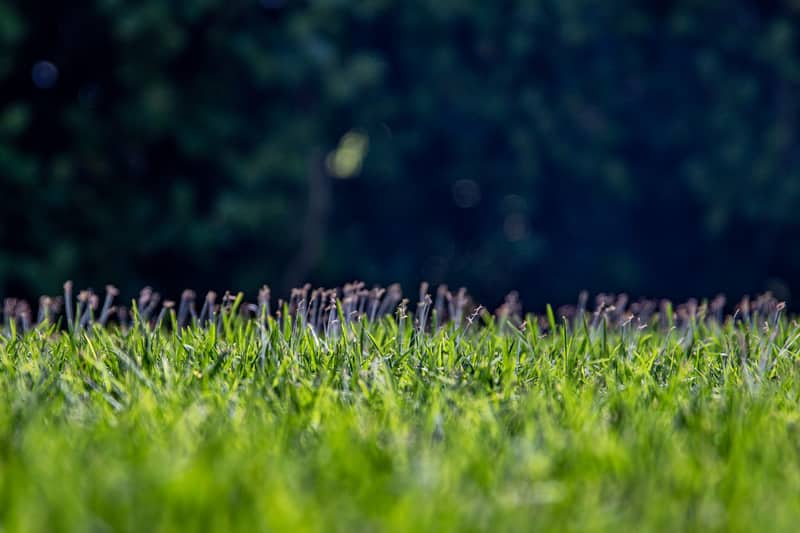 Thick green grass after core aeration and overseeding in Raleigh, NC