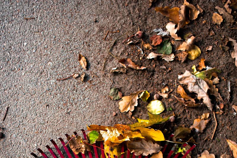 Rake gathering fallen autumn leaves during a yard cleanup in Raleigh, NC